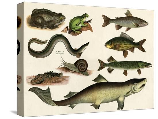 Stretched Canvas Print, , large