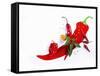 Various Fresh Chilli Peppers on a Picture of a Chilli Pepper-Bodo A^ Schieren-Framed Stretched Canvas