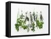 Various Fresh Herbs Hanging Up-Tanya Zouev-Framed Stretched Canvas