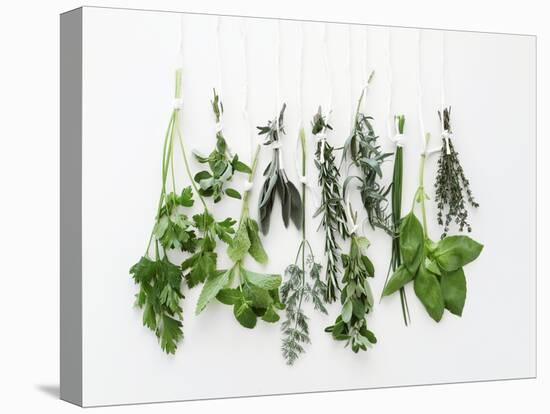 Various Fresh Herbs Hanging Up-Tanya Zouev-Stretched Canvas