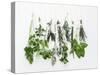 Various Fresh Herbs Hanging Up-Tanya Zouev-Stretched Canvas