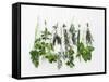 Various Fresh Herbs Hanging Up-Tanya Zouev-Framed Stretched Canvas