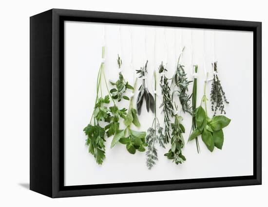 Various Fresh Herbs Hanging Up-Tanya Zouev-Framed Stretched Canvas