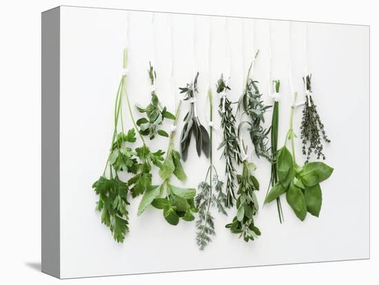 Various Fresh Herbs Hanging Up-Tanya Zouev-Stretched Canvas