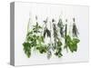 Various Fresh Herbs Hanging Up-Tanya Zouev-Stretched Canvas