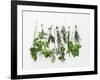 Various Fresh Herbs Hanging Up-Tanya Zouev-Framed Photographic Print