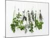 Various Fresh Herbs Hanging Up-Tanya Zouev-Mounted Photographic Print