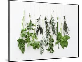 Various Fresh Herbs Hanging Up-Tanya Zouev-Mounted Photographic Print