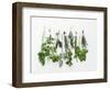 Various Fresh Herbs Hanging Up-Tanya Zouev-Framed Photographic Print