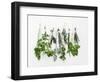 Various Fresh Herbs Hanging Up-Tanya Zouev-Framed Photographic Print