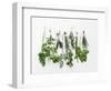 Various Fresh Herbs Hanging Up-Tanya Zouev-Framed Photographic Print