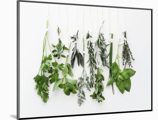 Various Fresh Herbs Hanging Up-Tanya Zouev-Mounted Photographic Print