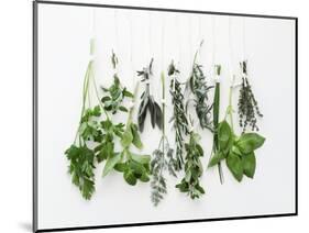 Various Fresh Herbs Hanging Up-Tanya Zouev-Mounted Photographic Print