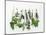 Various Fresh Herbs Hanging Up-Tanya Zouev-Mounted Photographic Print