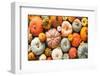 Various Fresh Ripe Pumpkins as Background-AlexRaths-Framed Photographic Print