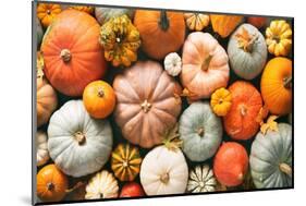 Various Fresh Ripe Pumpkins as Background-AlexRaths-Mounted Photographic Print