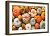 Various Fresh Ripe Pumpkins as Background-AlexRaths-Framed Photographic Print