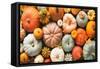 Various Fresh Ripe Pumpkins as Background-AlexRaths-Framed Stretched Canvas