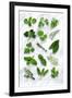 Various Herbs on Marble-Peter Howard Smith-Framed Premium Photographic Print