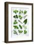 Various Herbs on Marble-Peter Howard Smith-Framed Photographic Print