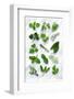 Various Herbs on Marble-Peter Howard Smith-Framed Photographic Print