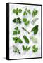 Various Herbs on Marble-Peter Howard Smith-Framed Stretched Canvas