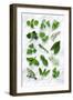 Various Herbs on Marble-Peter Howard Smith-Framed Photographic Print