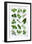 Various Herbs on Marble-Peter Howard Smith-Framed Photographic Print