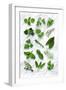 Various Herbs on Marble-Peter Howard Smith-Framed Photographic Print