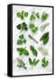 Various Herbs on Marble-Peter Howard Smith-Framed Stretched Canvas