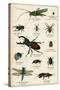 Various Insects C1880-null-Stretched Canvas