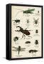 Various Insects C1880-null-Framed Stretched Canvas