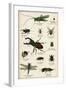 Various Insects C1880-null-Framed Art Print