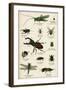 Various Insects C1880-null-Framed Art Print