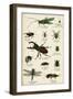 Various Insects C1880-null-Framed Art Print