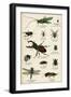 Various Insects C1880-null-Framed Art Print