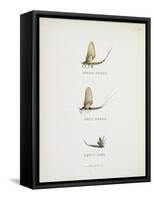 Various Insects: Green Drake, Grey Drake, Empty Case-Fraser Sandeman-Framed Stretched Canvas