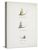Various Insects: Green Drake, Grey Drake, Empty Case-Fraser Sandeman-Stretched Canvas