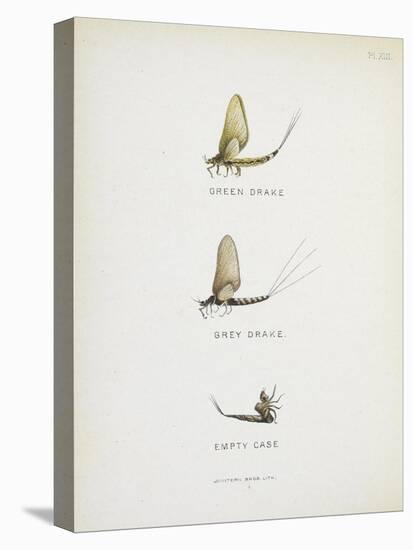Various Insects: Green Drake, Grey Drake, Empty Case-Fraser Sandeman-Stretched Canvas
