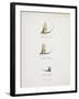 Various Insects: Green Drake, Grey Drake, Empty Case-Fraser Sandeman-Framed Giclee Print