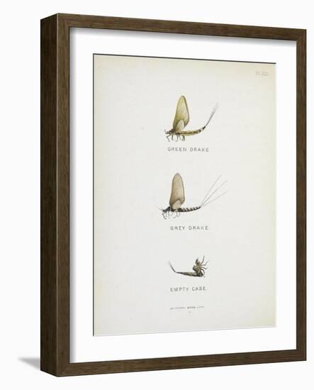 Various Insects: Green Drake, Grey Drake, Empty Case-Fraser Sandeman-Framed Giclee Print