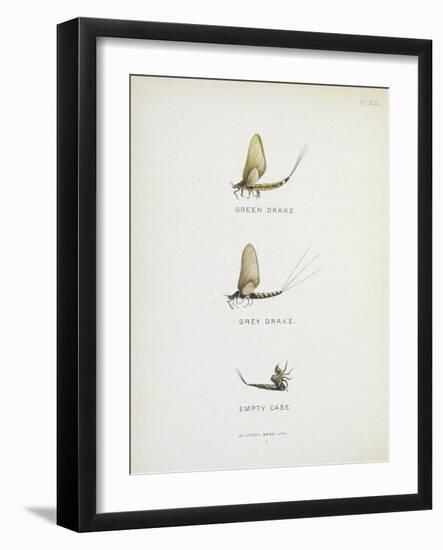 Various Insects: Green Drake, Grey Drake, Empty Case-Fraser Sandeman-Framed Giclee Print