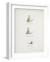 Various Insects: Green Drake, Grey Drake, Empty Case-Fraser Sandeman-Framed Giclee Print