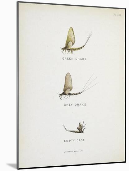 Various Insects: Green Drake, Grey Drake, Empty Case-Fraser Sandeman-Mounted Giclee Print