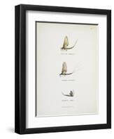 Various Insects: Green Drake, Grey Drake, Empty Case-Fraser Sandeman-Framed Premium Giclee Print