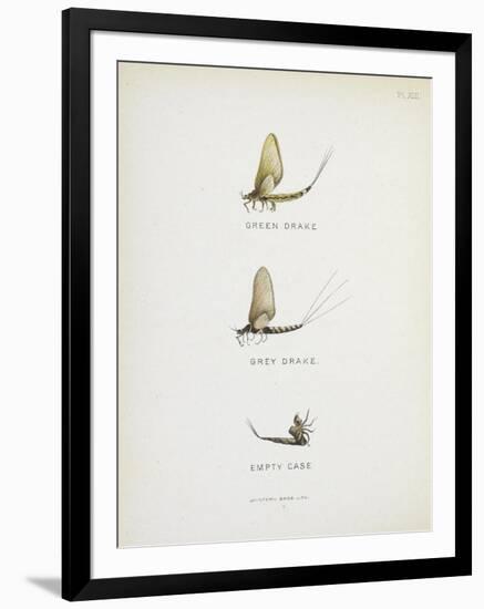 Various Insects: Green Drake, Grey Drake, Empty Case-Fraser Sandeman-Framed Giclee Print