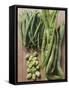 Various Kinds of Beans-Eising Studio - Food Photo and Video-Framed Stretched Canvas