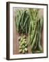 Various Kinds of Beans-Eising Studio - Food Photo and Video-Framed Photographic Print