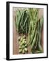 Various Kinds of Beans-Eising Studio - Food Photo and Video-Framed Photographic Print