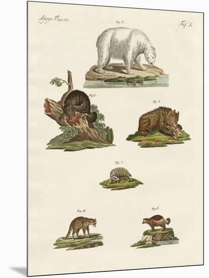 Various Kinds of Bears-null-Mounted Giclee Print